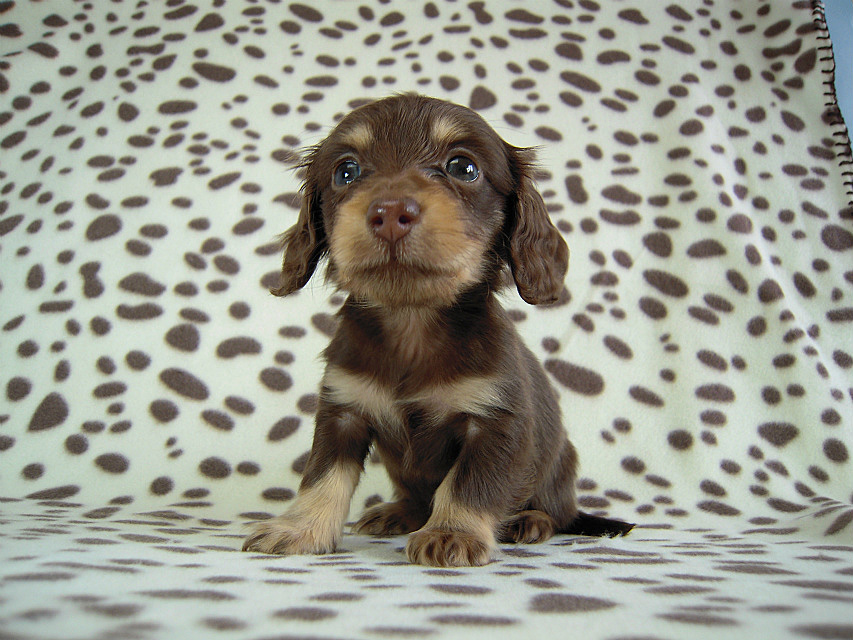 カニヘン　子犬　チョコクリ女の子　愛知県・Ｏ様