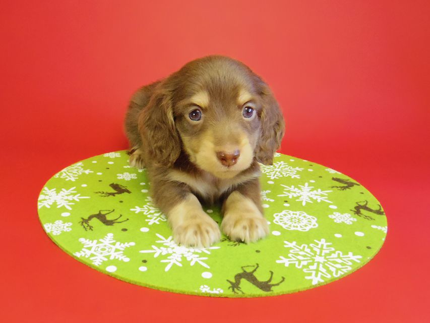 ダックスフンド 黒豆＆アサヒの赤ちゃん カニンヘン チョコクリーム 男の子