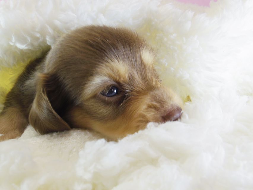 ダックスフンド アリス.mi & アサヒ チョコクリーム 女の子 お写真初登場