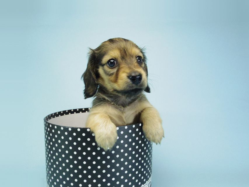 カニンヘン ダックスフンド ベルサスの子犬 シェーデットクリーム 女の子