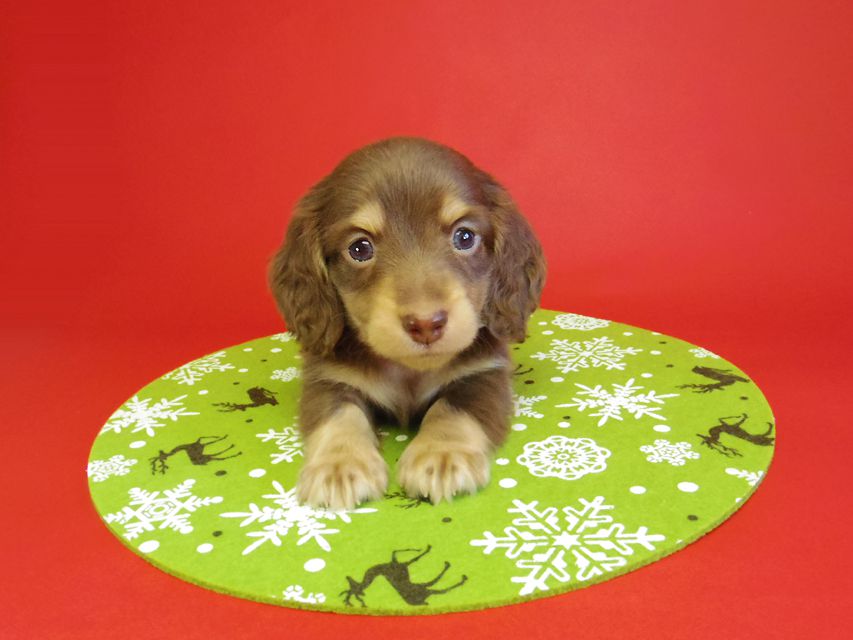 ダックスフンド 黒豆＆アサヒの赤ちゃん カニンヘン チョコクリーム 男の子