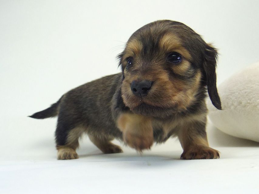 ミニチュアダックス シャーディー & オスカルの赤ちゃん シェーデットクリーム 女の子