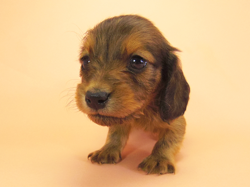 ダックスフンド カニンヘン キュリ & ミントの子犬 シェーデットレッド 女の子①