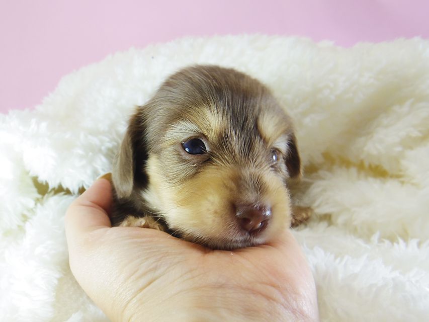 ダックスフンド アリス.mi & アサヒ チョコクリーム 女の子 お写真初登場