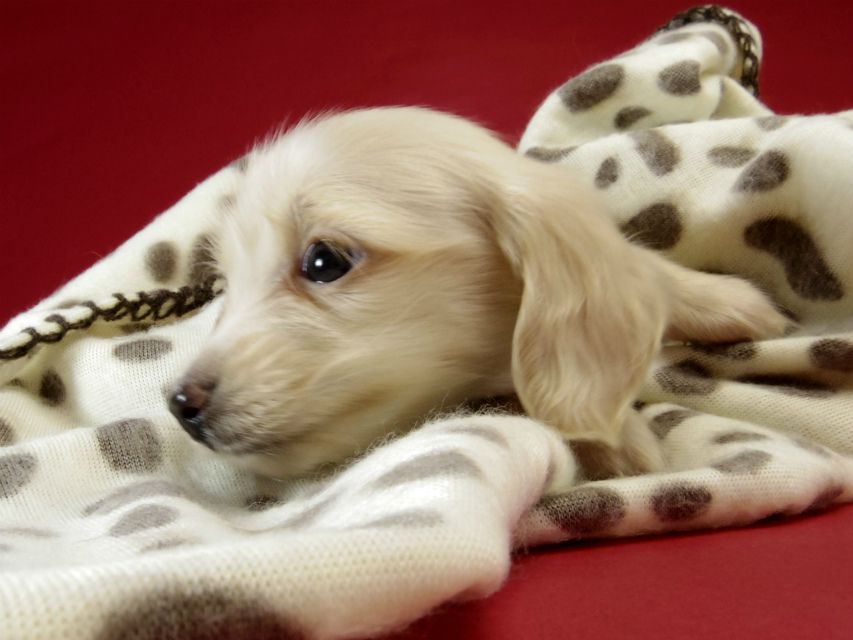 カニンヘン ダックスフンド ピュアクリーム女の子 カニンヘン ダックスフンド ピュアクリーム女の子