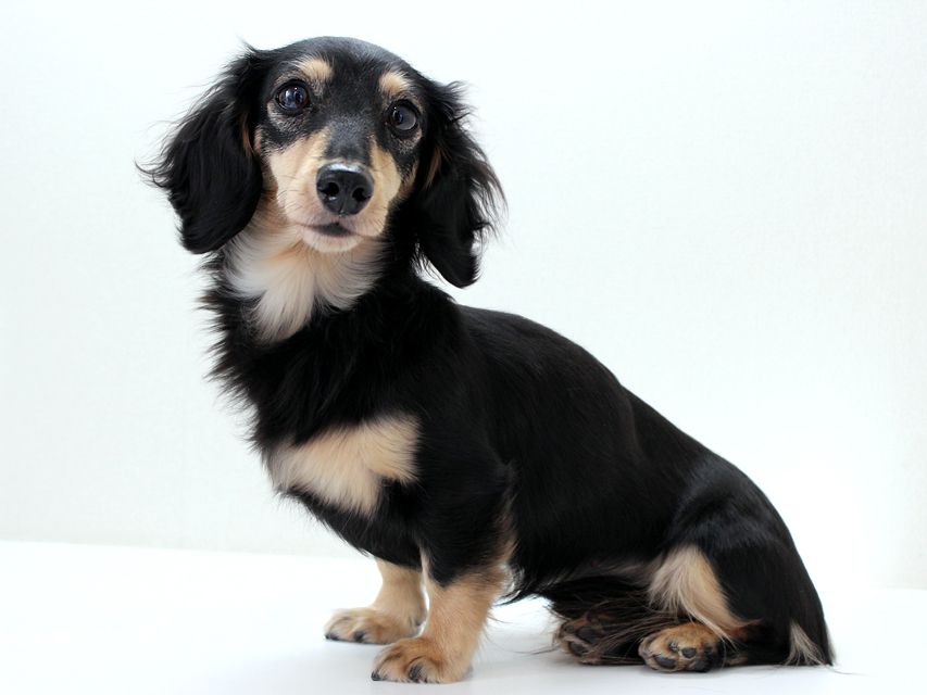 ダックスフンド カニンヘン メリア.ma1 ダックスフンド カニンヘン メリア.ma