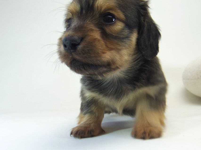 ミニチュアダックス シャーディー & オスカルの赤ちゃん シェーデットクリーム 女の子