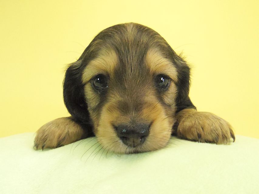 ダックスフンド カニンヘン ティアラ & オスカルの子犬 シェーデットクリーム 女の子