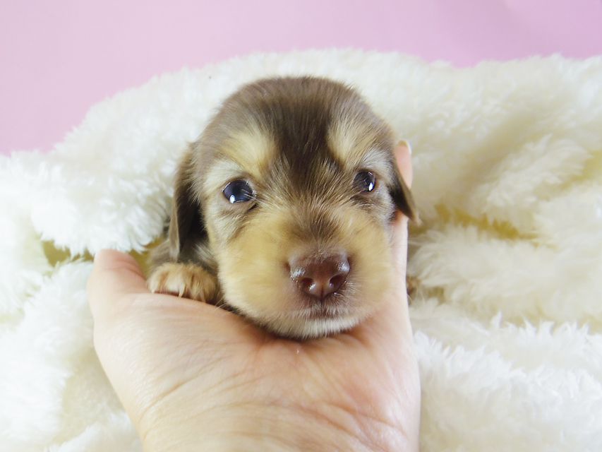 ダックスフンド アリス.mi & アサヒ チョコクリーム 女の子 お写真初登場