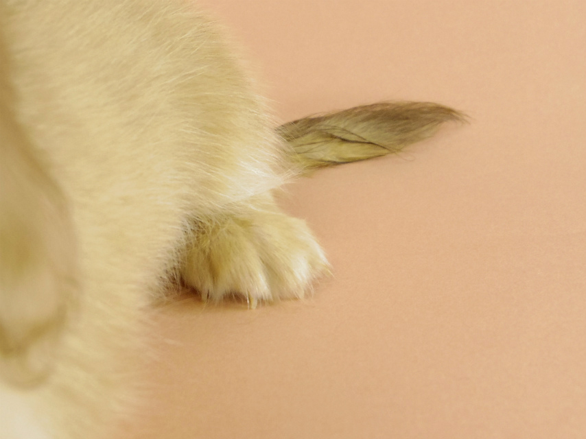 カニンヘンダックス 子犬 クリーム男の子 カニンヘンダックス 子犬 クリーム男の子