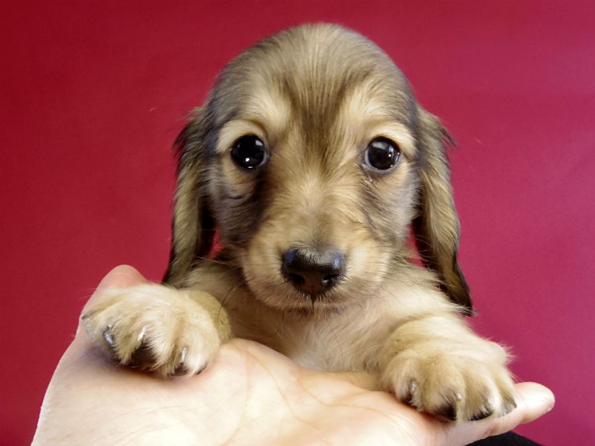 カニヘン ダックスフンド 子犬 シェーデットクリーム男の子