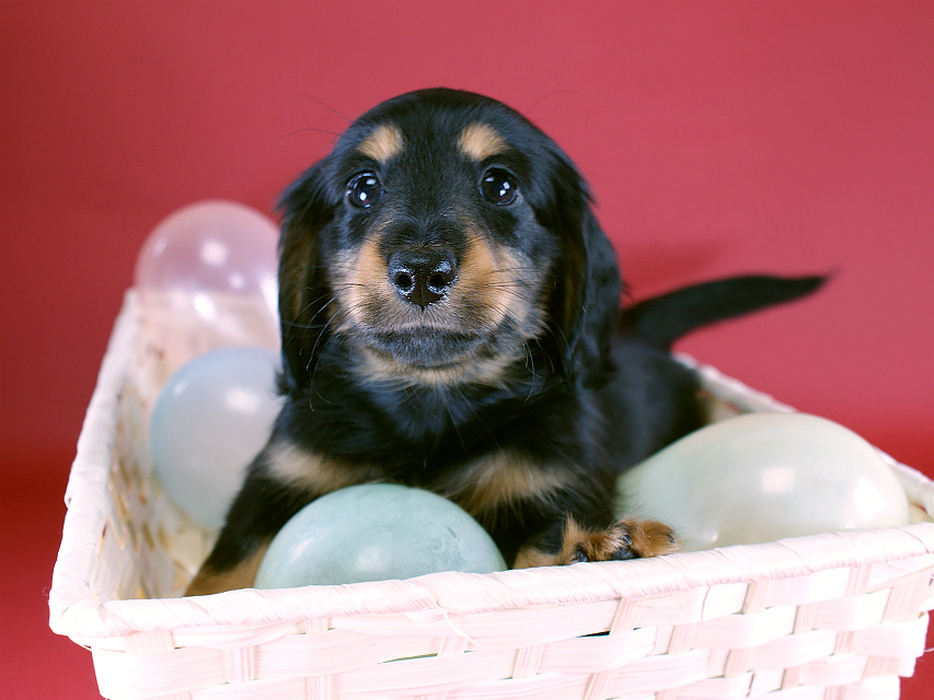 カニヘン　子犬　ブラタン男の子