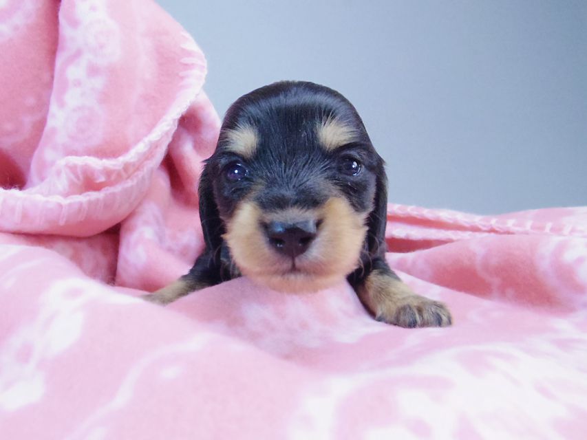 ダックスフンド カニンヘン すもも & オスカルの赤ちゃん ブラッククリーム 女の子152 ダックスフンド カニンヘン すもも & オスカルの赤ちゃん ブラッククリーム 女の子