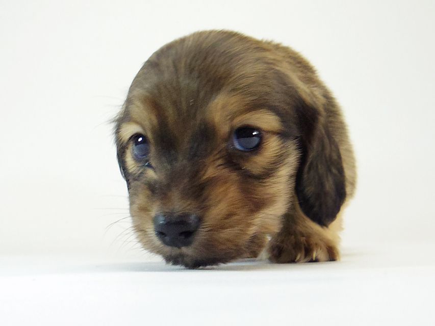 ダックスフンド チェルシー & AQUARIONの子犬 シェーデットクリーム 男の子153 ダックスフンド チェルシー & AQUARIONの子犬 シェーデットクリーム 男の子