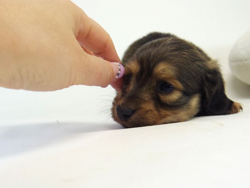 ミニチュアダックス シャーディー & オスカルの赤ちゃん シェーデットクリーム 女の子