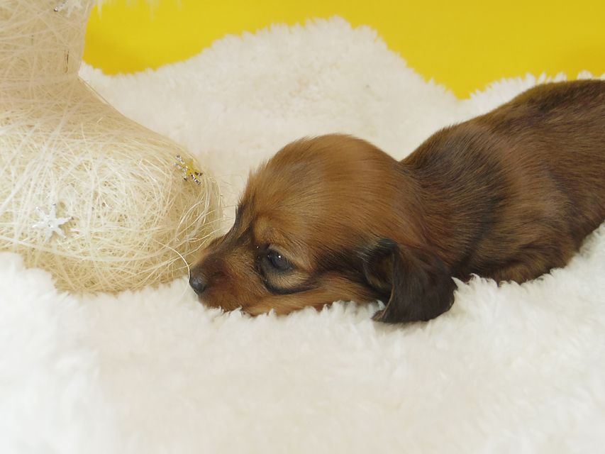 ダックスフンド ふたば & たけるの子犬 シェーデットレッド 女の子③