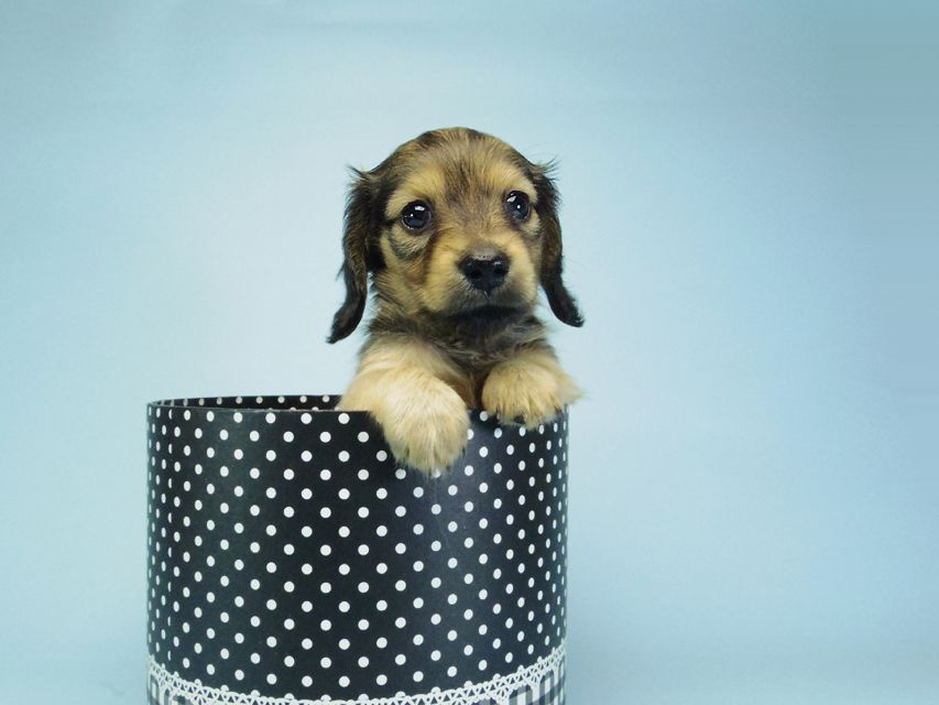 カニンヘン ダックスフンド ベルサスの子犬 シェーデットクリーム 女の子