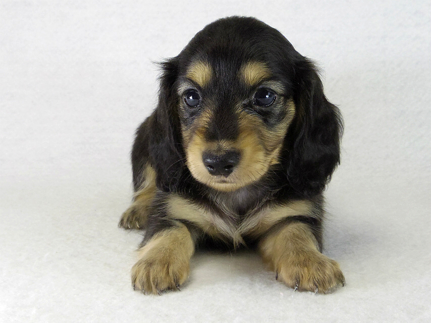 カニンヘン　子犬　ブラクリ女の子　くるみちゃん