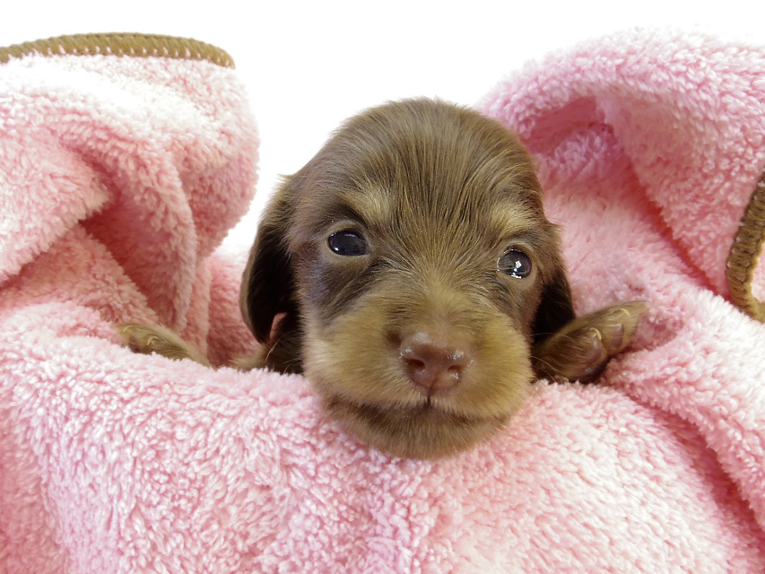 カニンヘン ダックスフンド　チョコクリーム女の子