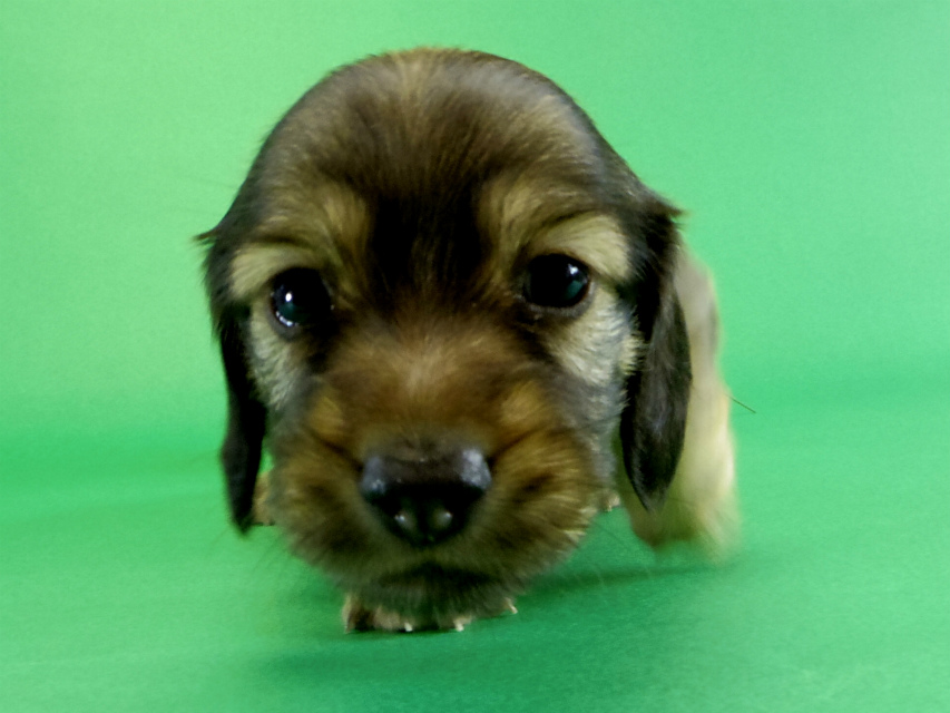 カニヘンダックス　子犬　シェーデットクリーム男の子