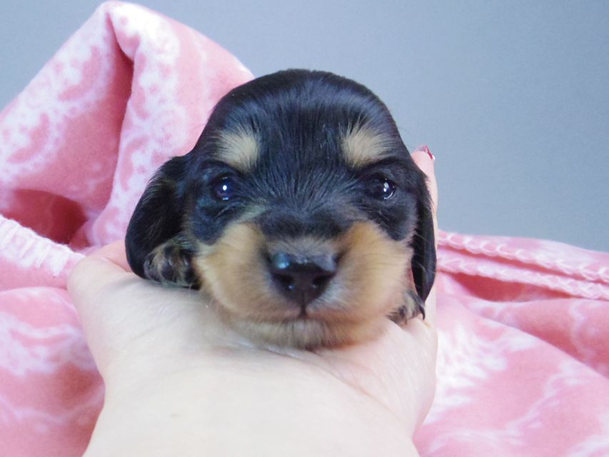 ダックスフンド カニンヘン すもも & オスカルの赤ちゃん ブラッククリーム 女の子156 ダックスフンド カニンヘン すもも & オスカルの赤ちゃん ブラッククリーム 女の子