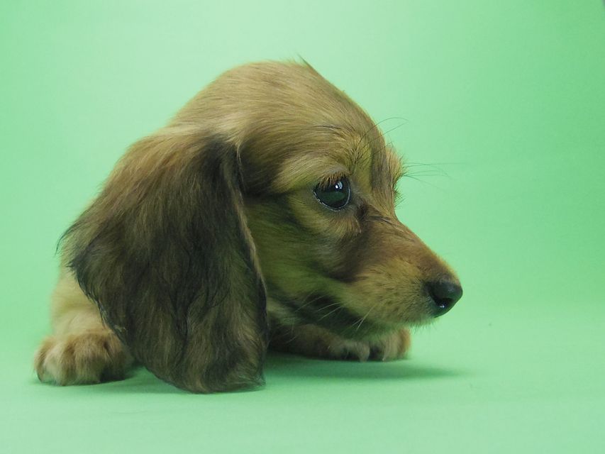 カニンヘン ダックスフンド アンジュ & ジムダンディの赤ちゃん