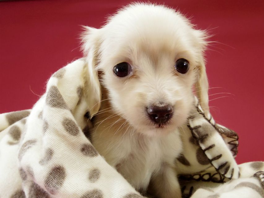 カニンヘン ダックスフンド ピュアクリーム女の子 カニンヘン ダックスフンド ピュアクリーム女の子