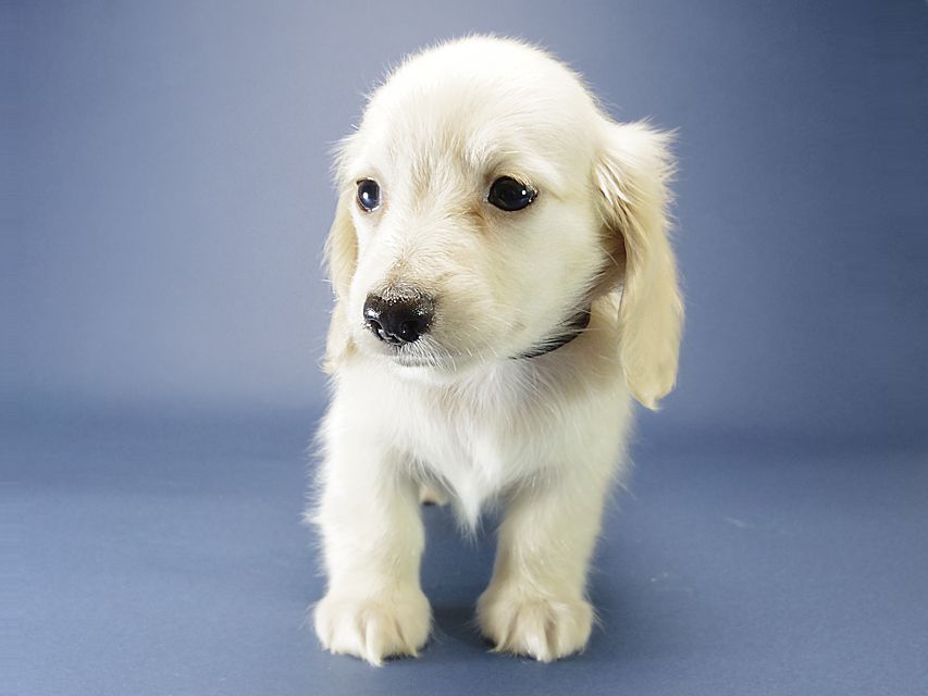 カニンヘン ダックスフンド シェリー.Tiとクッキーの赤ちゃん ピュアクリーム 男の子②