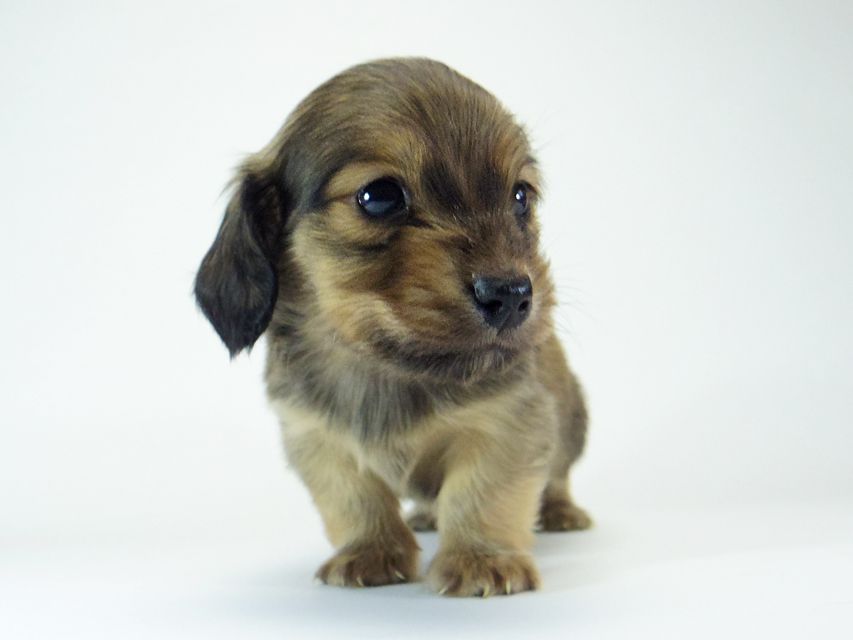 ダックスフンド チェルシー & AQUARIONの子犬 シェーデットクリーム 男の子158 ダックスフンド チェルシー & AQUARIONの子犬 シェーデットクリーム 男の子