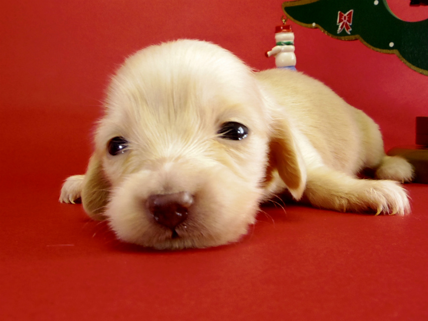 カニヘンダックス 仔犬 ピュアクリーム女の子 カニヘンダックス 仔犬 ピュアクリーム女の子