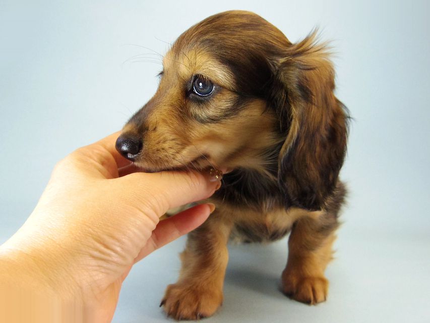 カニンヘン ダックスフンド ティアラ & たけるの赤ちゃん シェーデットクリーム 女の子159 カニンヘン ダックスフンド ティアラ & たけるの赤ちゃん シェーデットクリーム 女の子