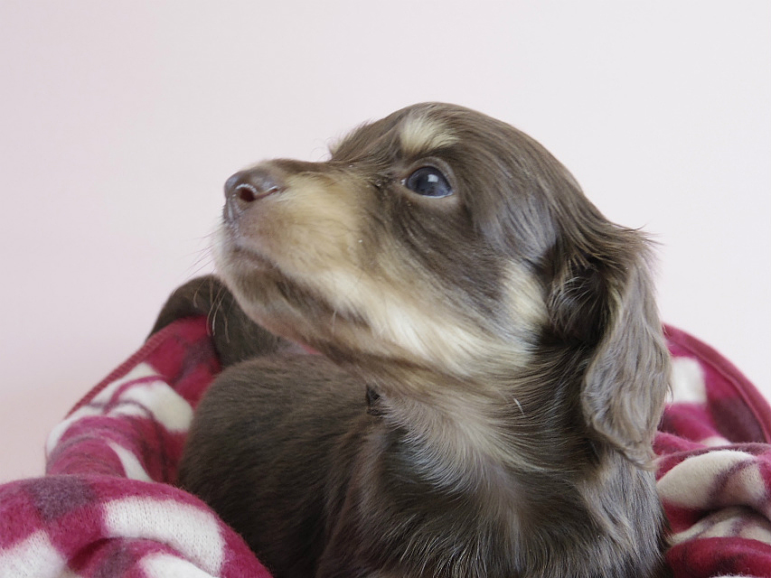 カニヘン　子犬　チョコクリ　女の子