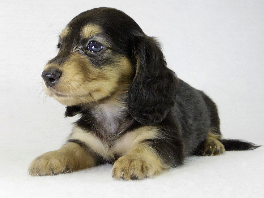 カニンヘン　子犬　ブラクリ女の子　くるみちゃん