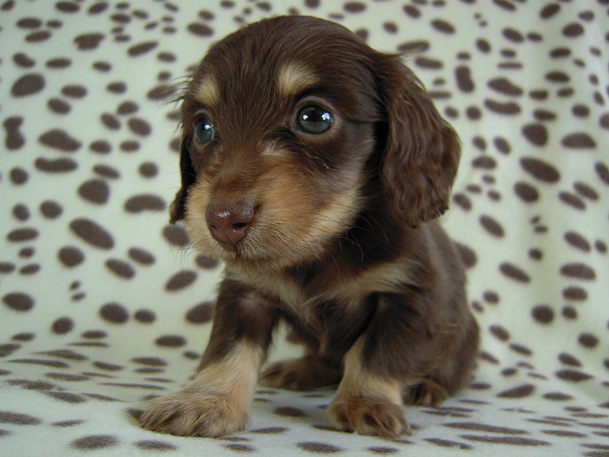カニヘン　子犬　チョコクリ女の子　愛知県・Ｏ様