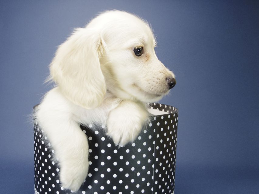 カニンヘン ダックスフンド シェリー.Tiとクッキーの赤ちゃん ピュアクリーム 男の子②