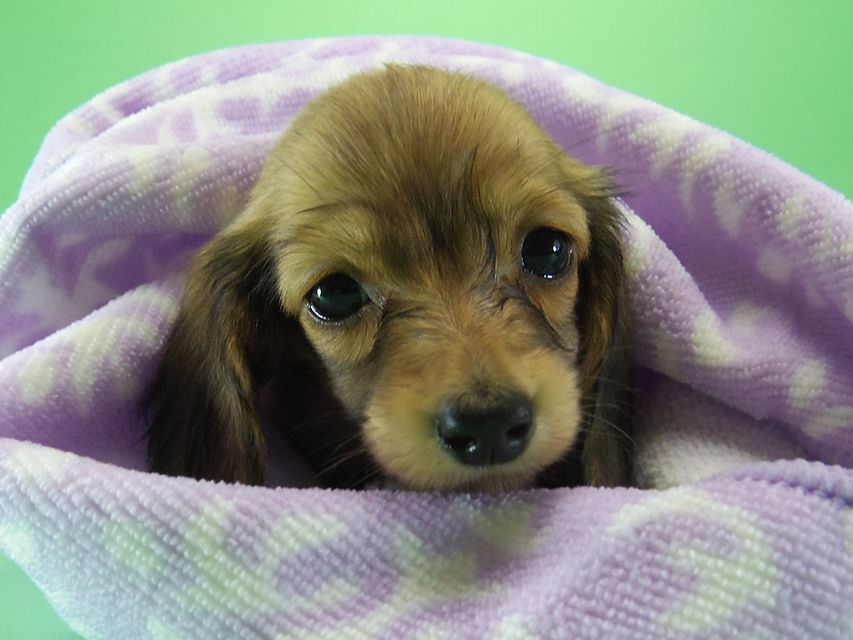 カニンヘン ダックスフンド アンジュ & ジムダンディの赤ちゃん