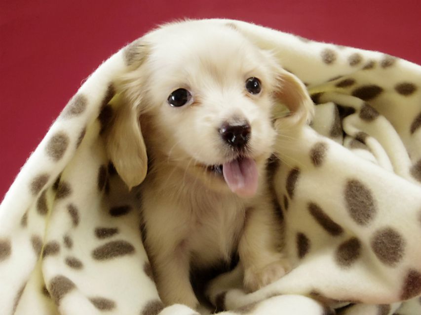 カニンヘン ダックスフンド ピュアクリーム女の子 カニンヘン ダックスフンド ピュアクリーム女の子