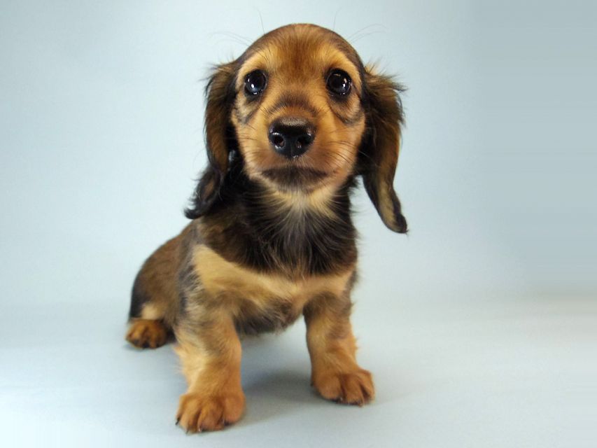 カニンヘン ダックスフンド ティアラ & たけるの赤ちゃん シェーデットクリーム 女の子162 カニンヘン ダックスフンド ティアラ & たけるの赤ちゃん シェーデットクリーム 女の子