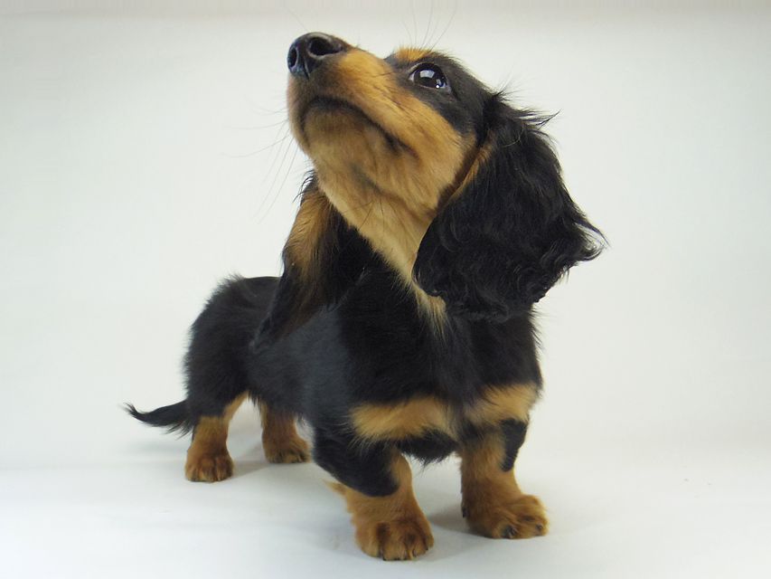 ダックスフンド カニンヘン 小夏.ib & ジムダンディの赤ちゃん ブラックタン 男の子 162 ダックスフンド カニンヘン 小夏.ib & ジムダンディの赤ちゃん ブラックタン 男の子