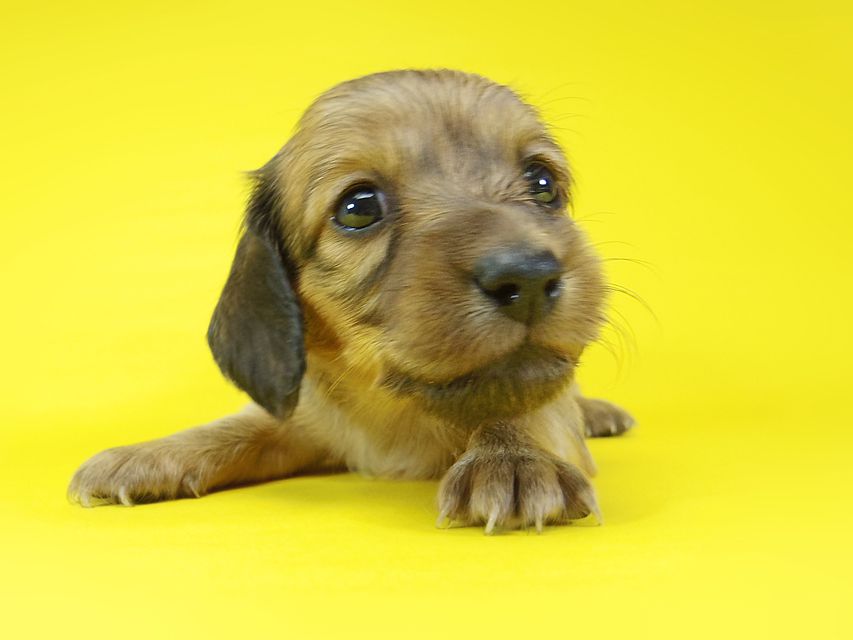 ダックスフンド アンジュ & ジムダンディーの子犬 レッド 女の子