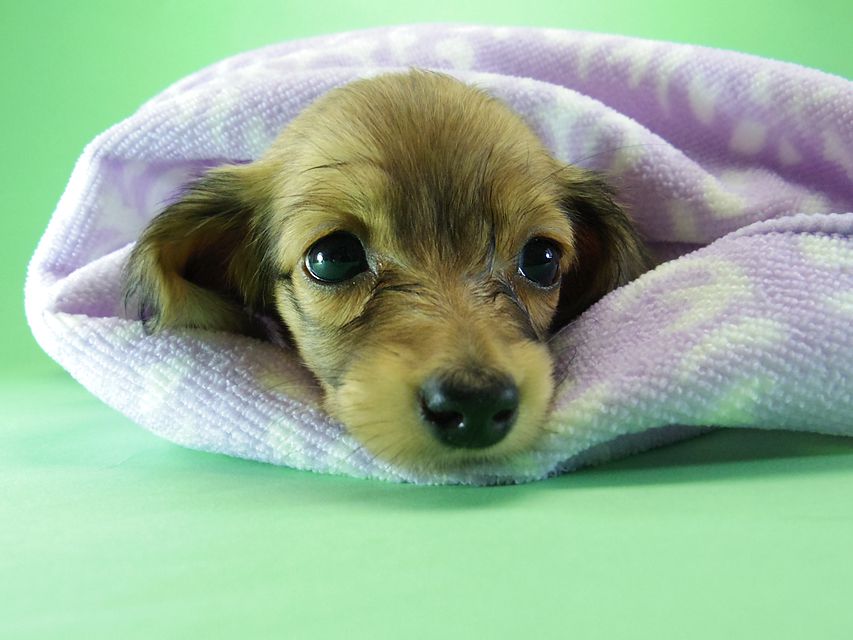 カニンヘン ダックスフンド アンジュ & ジムダンディの赤ちゃん