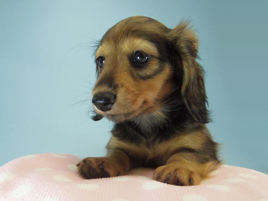 カニンヘン ダックスフンド ティアラ & たけるの赤ちゃん シェーデットクリーム 女の子163 カニンヘン ダックスフンド ティアラ & たけるの赤ちゃん シェーデットクリーム 女の子