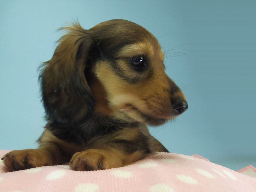 カニンヘン ダックスフンド ティアラ & たけるの赤ちゃん シェーデットクリーム 女の子164 カニンヘン ダックスフンド ティアラ & たけるの赤ちゃん シェーデットクリーム 女の子