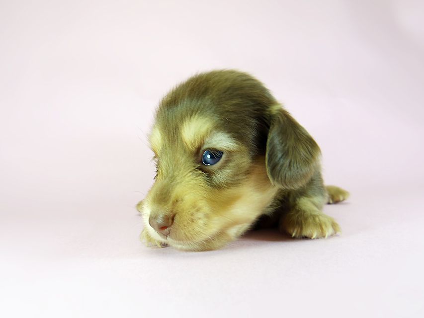 ダックスフンド アリス.mi & アサヒ チョコクリーム 女の子 お写真初登場