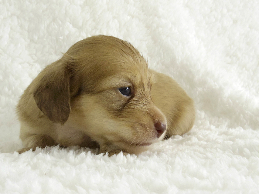 カニンヘン 子犬 シェーデットクリーム男の子 カニンヘン 子犬 シェーデットクリーム男の子