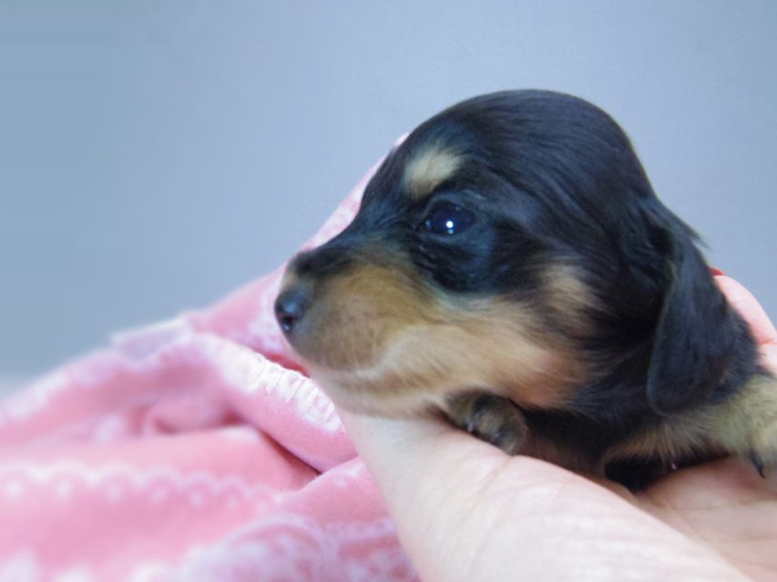 ダックスフンド カニンヘン すもも & オスカルの赤ちゃん ブラッククリーム 女の子165 ダックスフンド カニンヘン すもも & オスカルの赤ちゃん ブラッククリーム 女の子