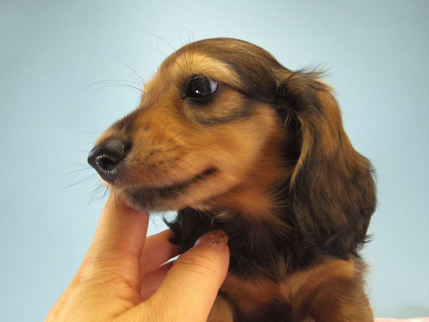 カニンヘン ダックスフンド ティアラ & たけるの赤ちゃん シェーデットクリーム 女の子166 カニンヘン ダックスフンド ティアラ & たけるの赤ちゃん シェーデットクリーム 女の子