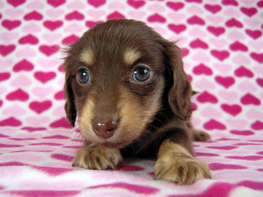 カニヘン　子犬　チョコクリ女の子　香川県・Ｔ様