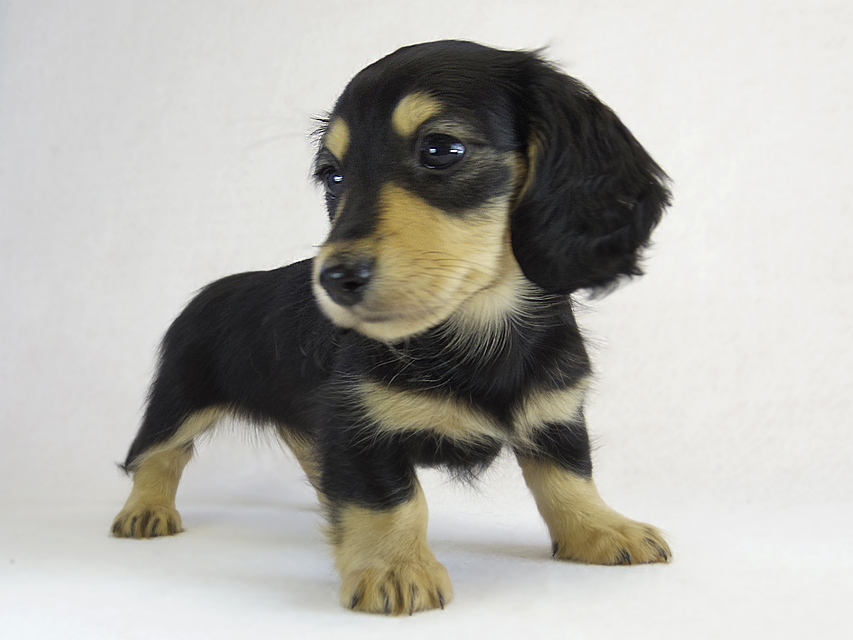 カニヘン　子犬　ブラクリ女の子