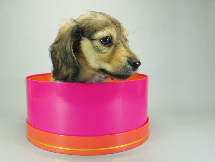 カニンヘンダックスフンド クリーム 子犬 女の子♪ カニンヘンダックスフンド クリーム 子犬 女の子♪